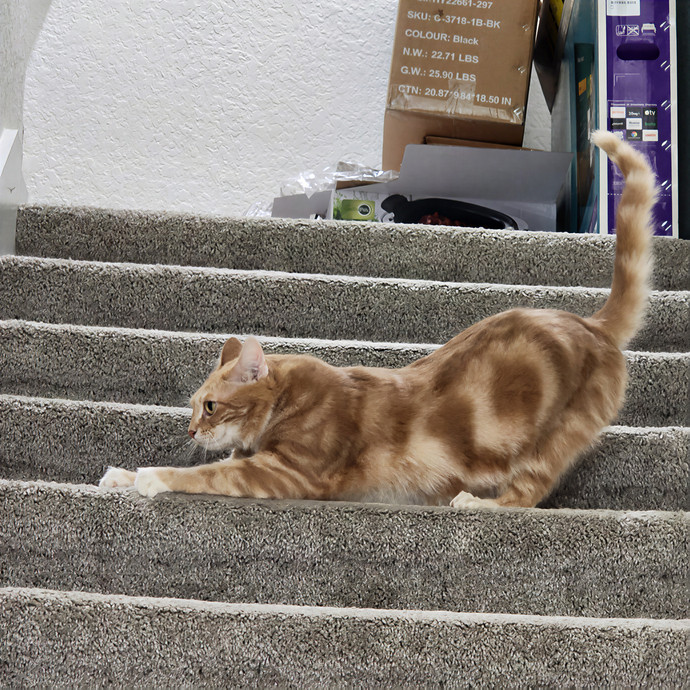 Pawesome And Purrtastic Cat Sitting