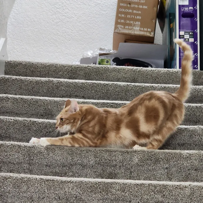 Pawesome And Purrtastic Cat Sitting