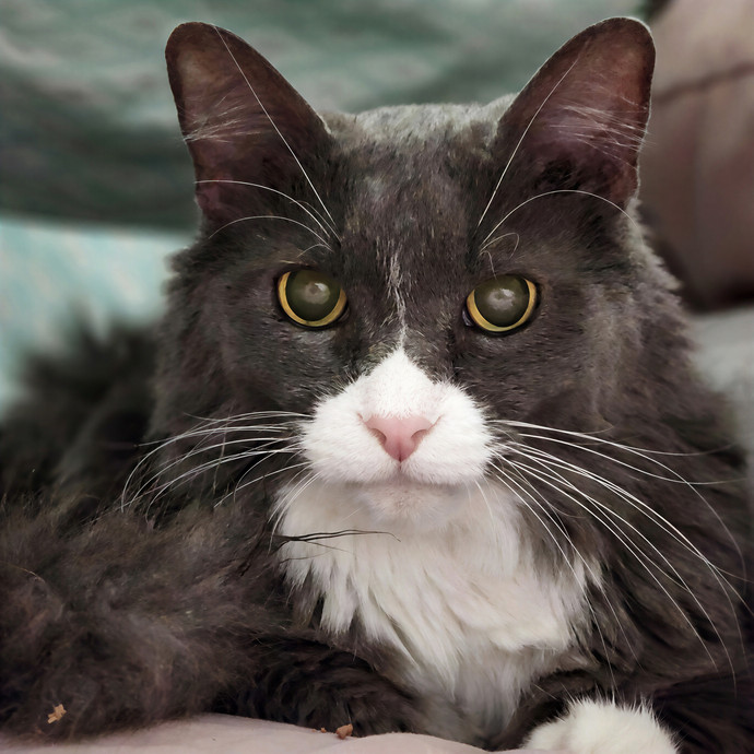 Pawesome And Purrtastic Cat Sitting