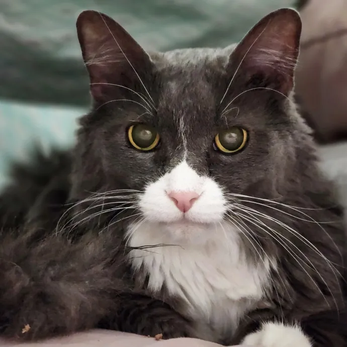 Pawesome And Purrtastic Cat Sitting