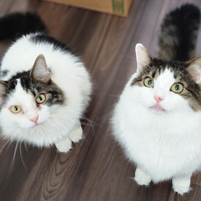 Pawesome And Purrtastic Cat Sitting