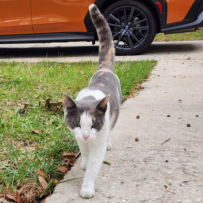 Pawesome And Purrtastic Cat Sitting