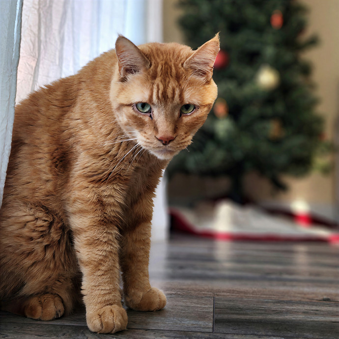 Pawesome And Purrtastic Cat Sitting