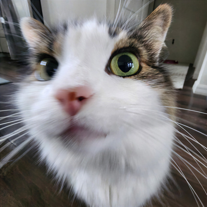 Pawesome And Purrtastic Cat Sitting