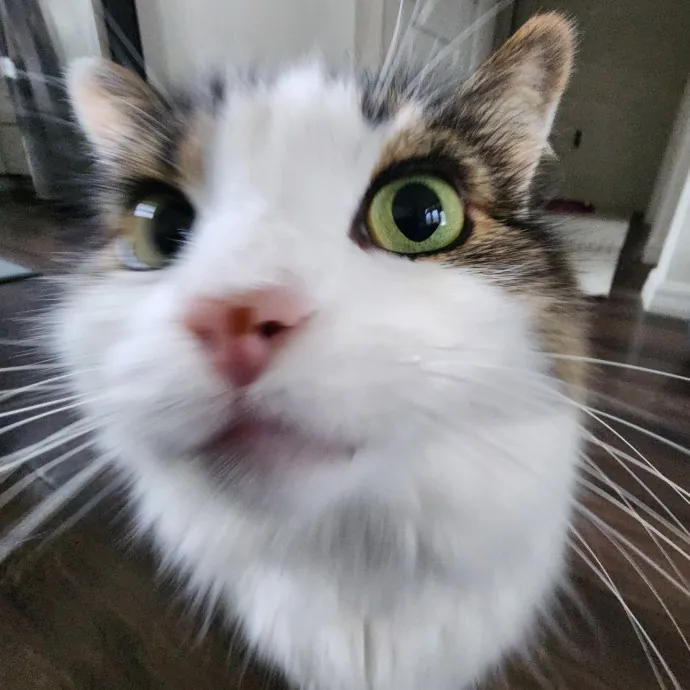 Pawesome And Purrtastic Cat Sitting