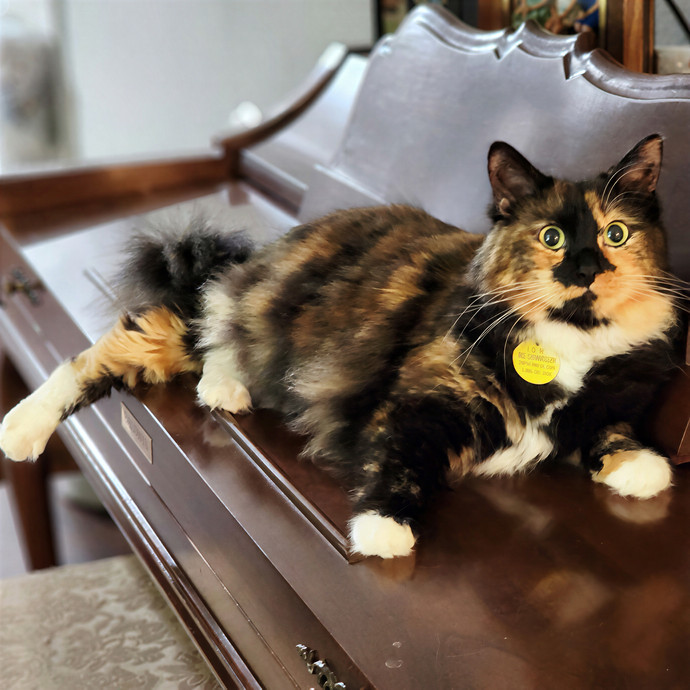 Pawesome And Purrtastic Cat Sitting