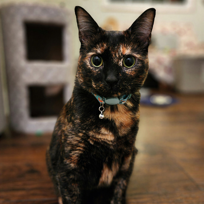 Pawesome And Purrtastic Cat Sitting