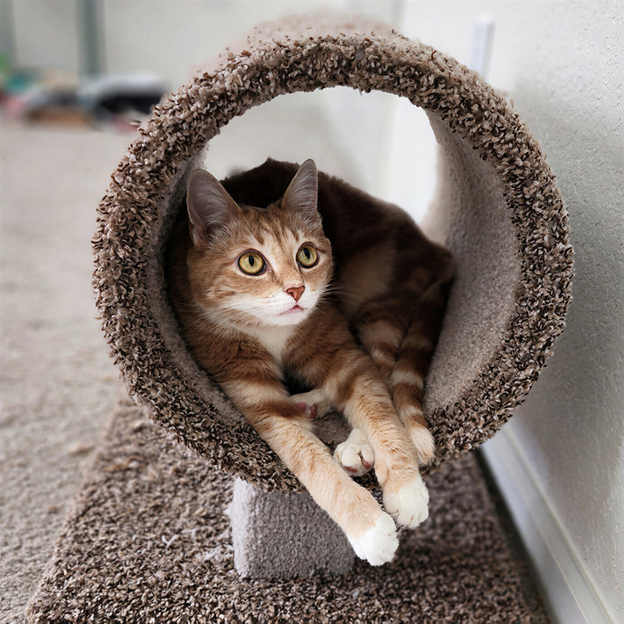 Pawesome And Purrtastic Cat Sitting