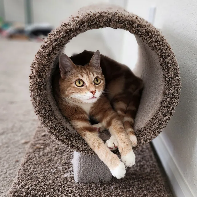 Pawesome And Purrtastic Cat Sitting