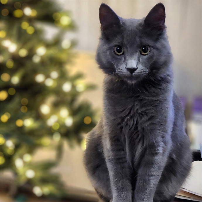 Pawesome And Purrtastic Cat Sitting