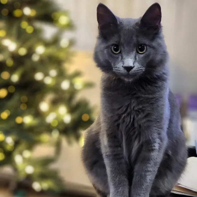 Pawesome And Purrtastic Cat Sitting