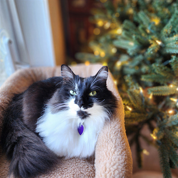 Pawesome And Purrtastic Cat Sitting
