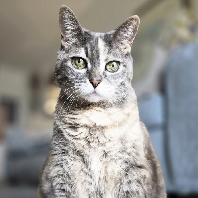 Pawesome And Purrtastic Cat Sitting