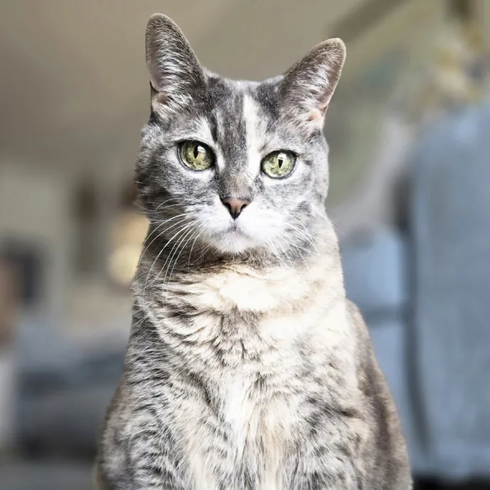 Pawesome And Purrtastic Cat Sitting