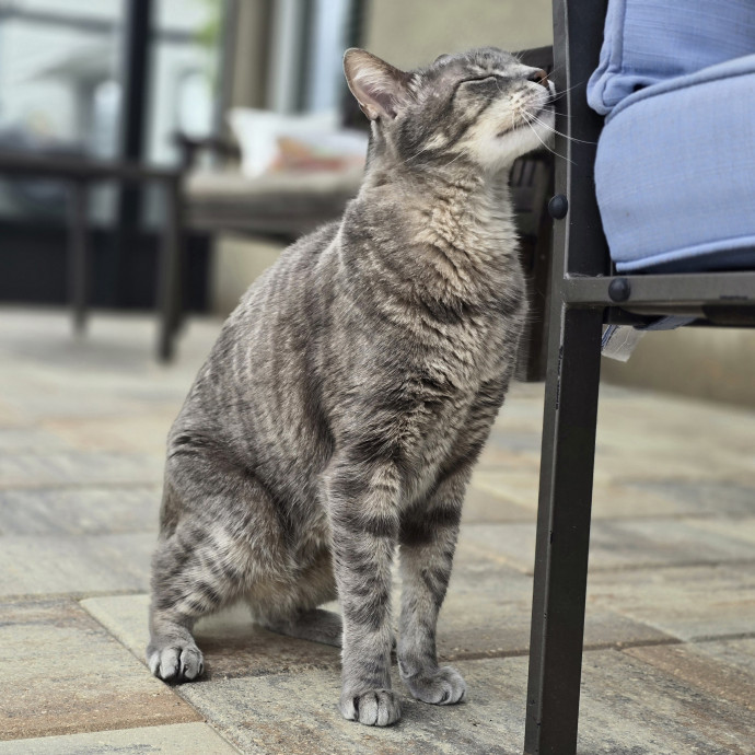 Pawesome And Purrtastic Cat Sitting