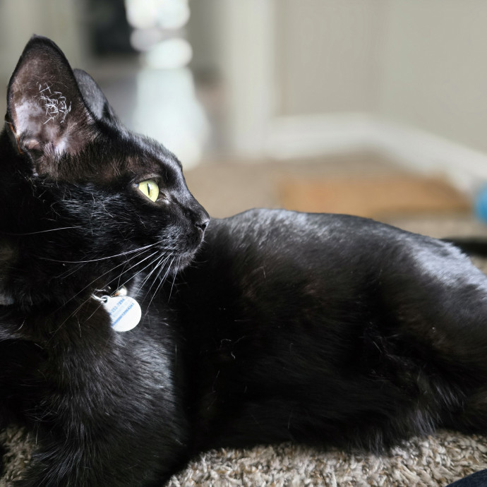 Pawesome And Purrtastic Cat Sitting