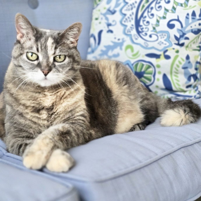 Pawesome And Purrtastic Cat Sitting