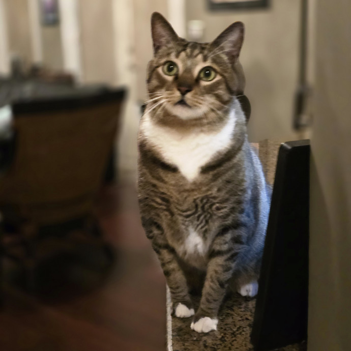 Pawesome And Purrtastic Cat Sitting