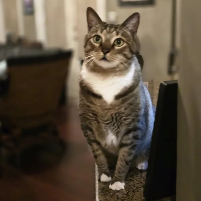 Pawesome And Purrtastic Cat Sitting