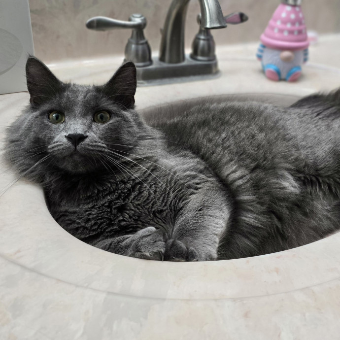 Pawesome And Purrtastic Cat Sitting