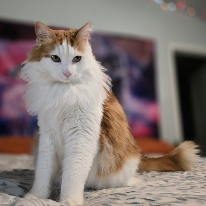 Pawesome And Purrtastic Cat Sitting