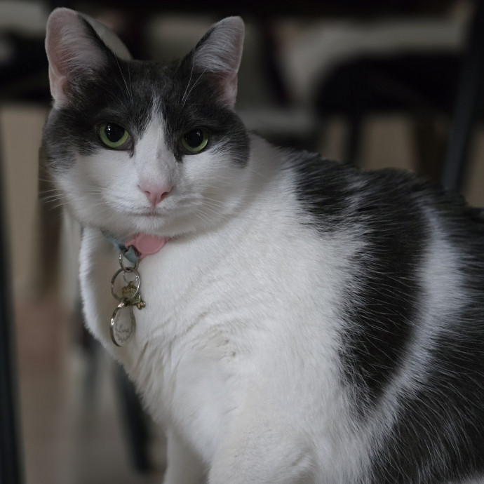 Pawesome And Purrtastic Cat Sitting