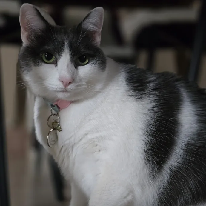 Pawesome And Purrtastic Cat Sitting