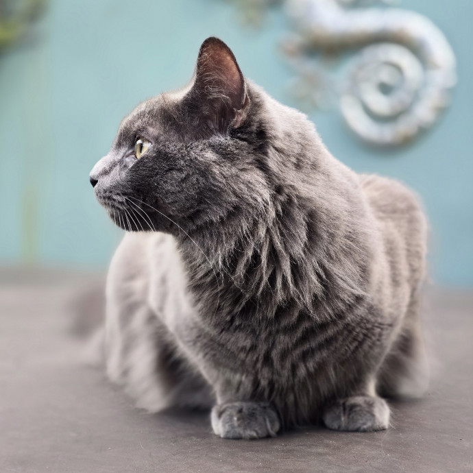 Pawesome And Purrtastic Cat Sitting