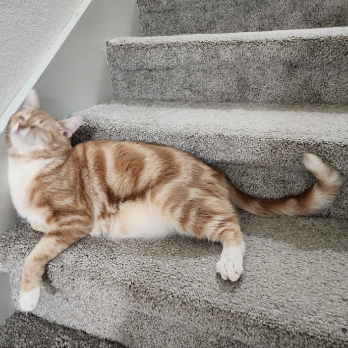 Pawesome And Purrtastic Cat Sitting