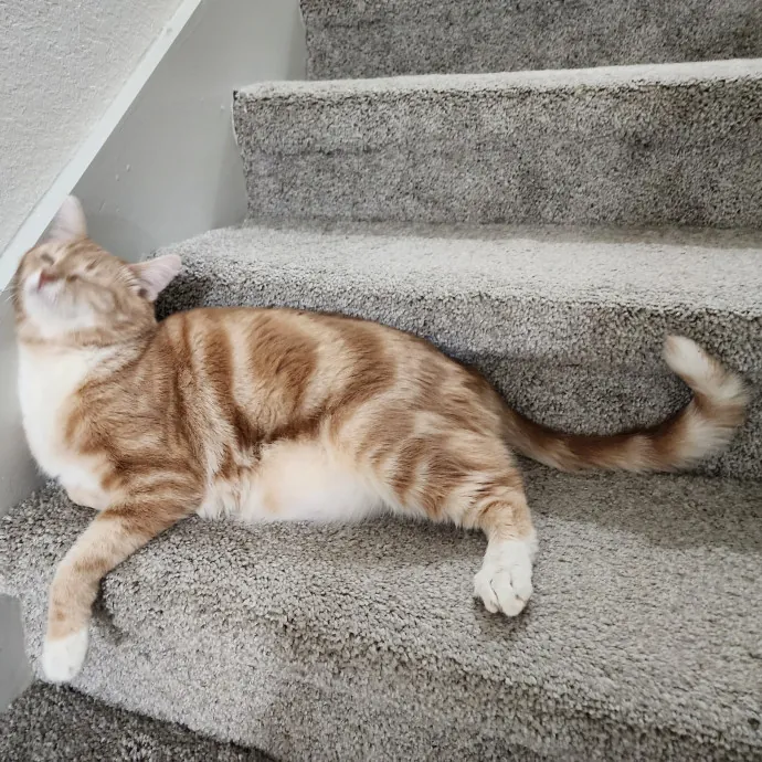Pawesome And Purrtastic Cat Sitting