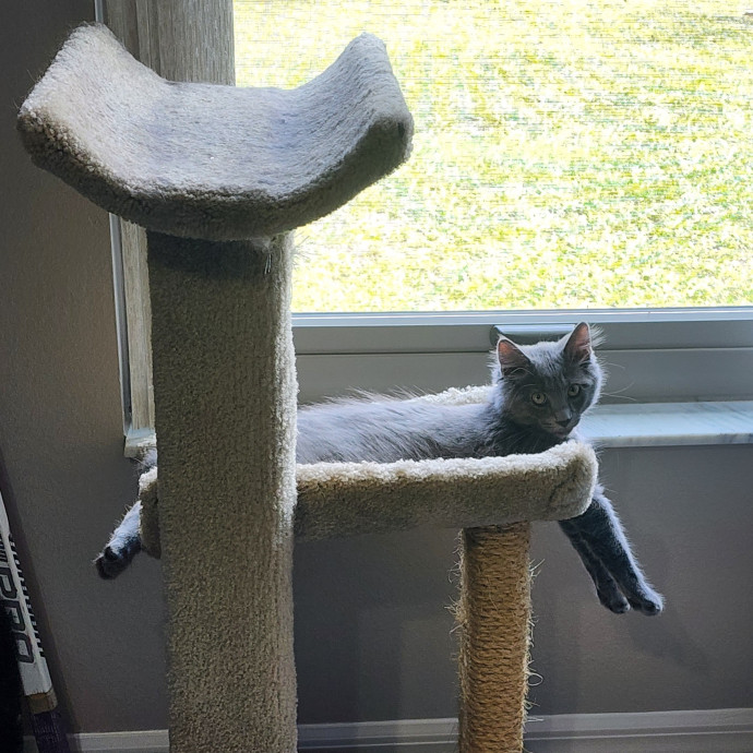 Pawesome And Purrtastic Cat Sitting
