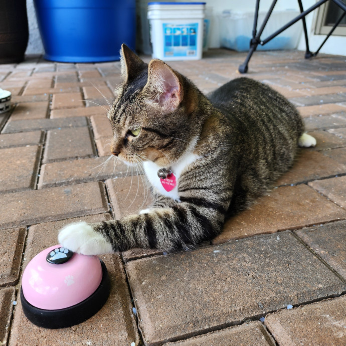 Pawesome And Purrtastic Cat Sitting