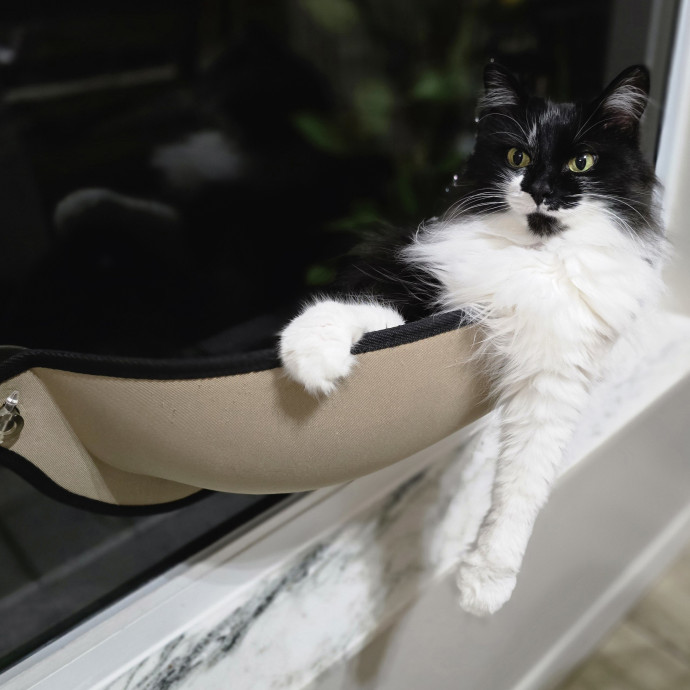 Pawesome And Purrtastic Cat Sitting