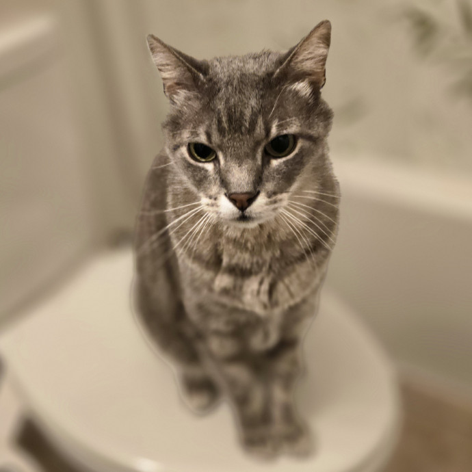 Pawesome And Purrtastic Cat Sitting