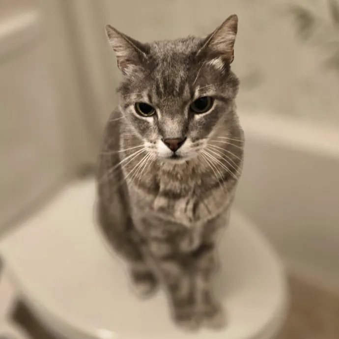 Pawesome And Purrtastic Cat Sitting