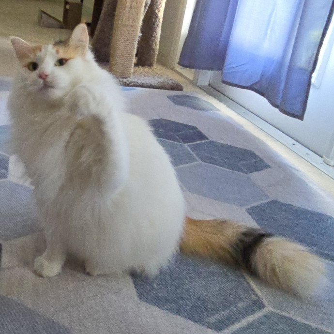 Pawesome And Purrtastic Cat Sitting