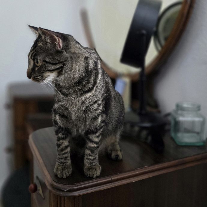 Pawesome And Purrtastic Cat Sitting