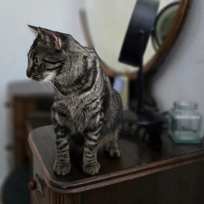 Pawesome And Purrtastic Cat Sitting