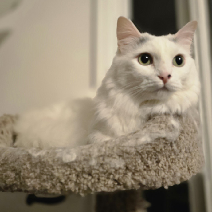 Pawesome And Purrtastic Cat Sitting