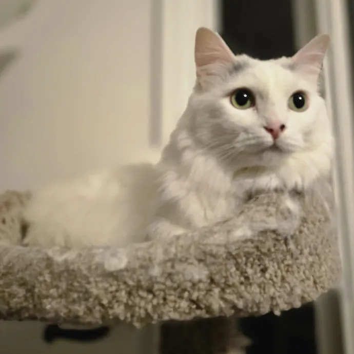 Pawesome And Purrtastic Cat Sitting