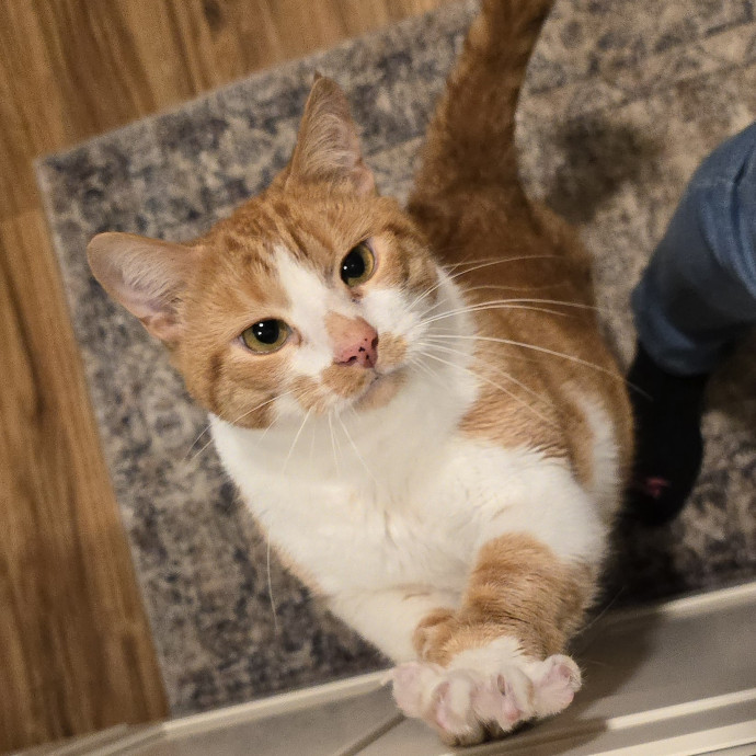 Pawesome And Purrtastic Cat Sitting