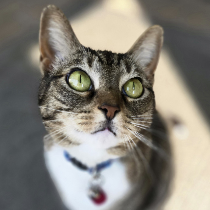 Pawesome And Purrtastic Cat Sitting