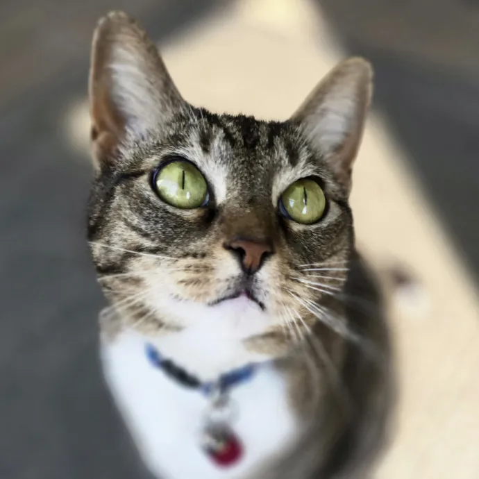Pawesome And Purrtastic Cat Sitting