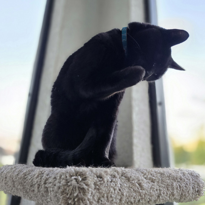 Pawesome And Purrtastic Cat Sitting