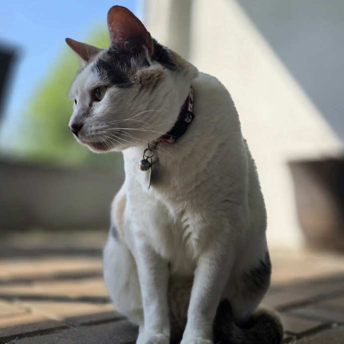 Pawesome And Purrtastic Cat Sitting