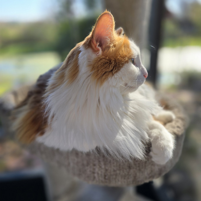 Pawesome And Purrtastic Cat Sitting