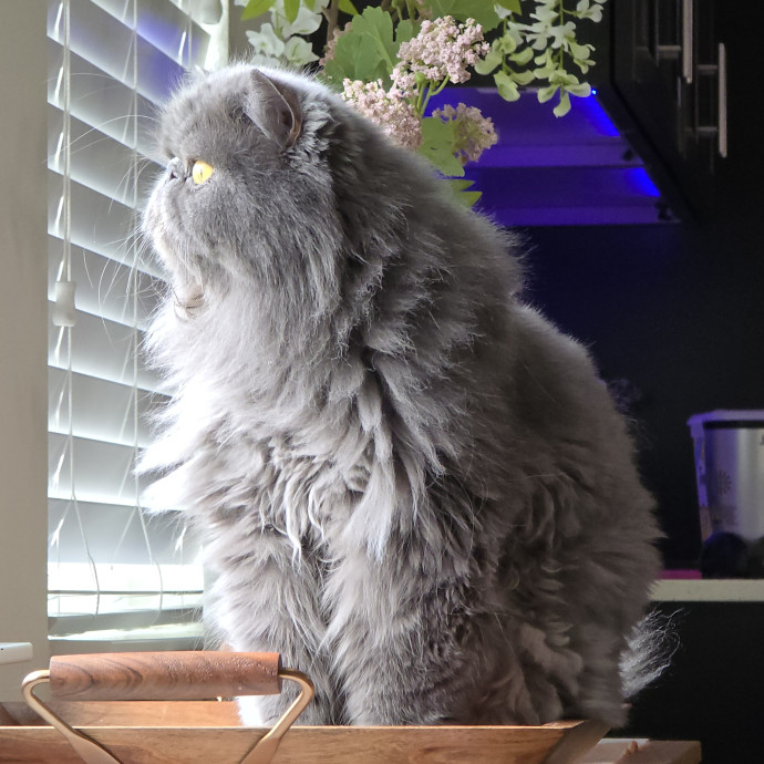 Pawesome And Purrtastic Cat Sitting