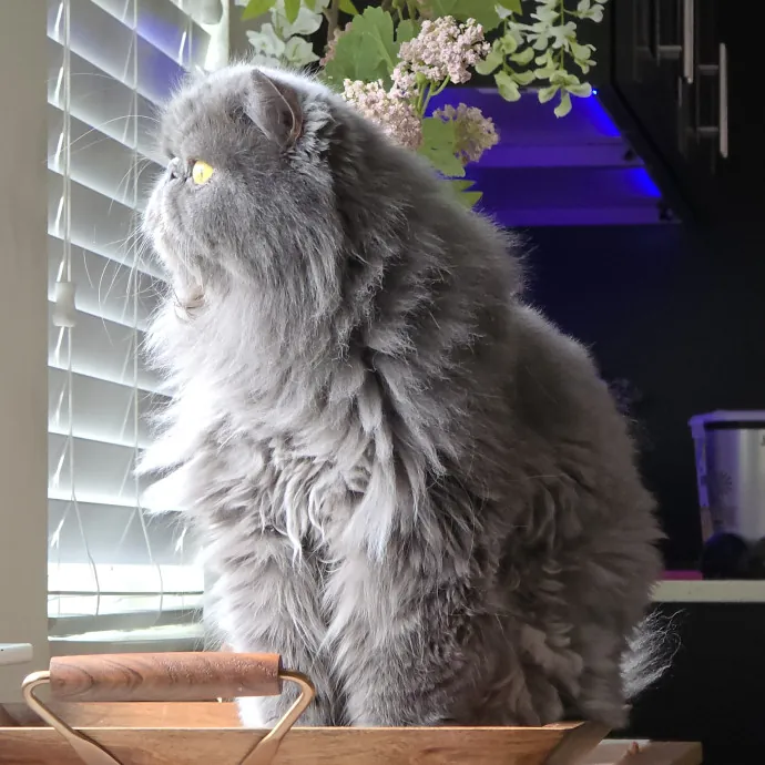 Pawesome And Purrtastic Cat Sitting
