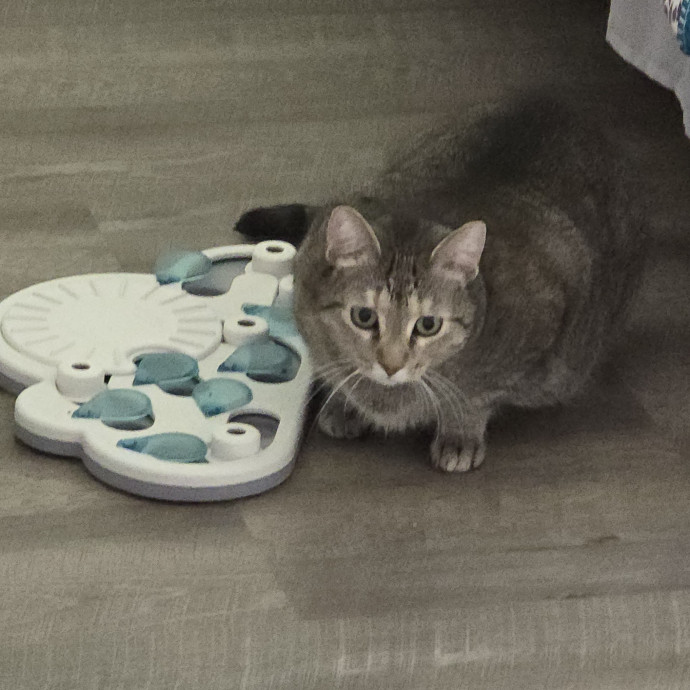 Pawesome And Purrtastic Cat Sitting