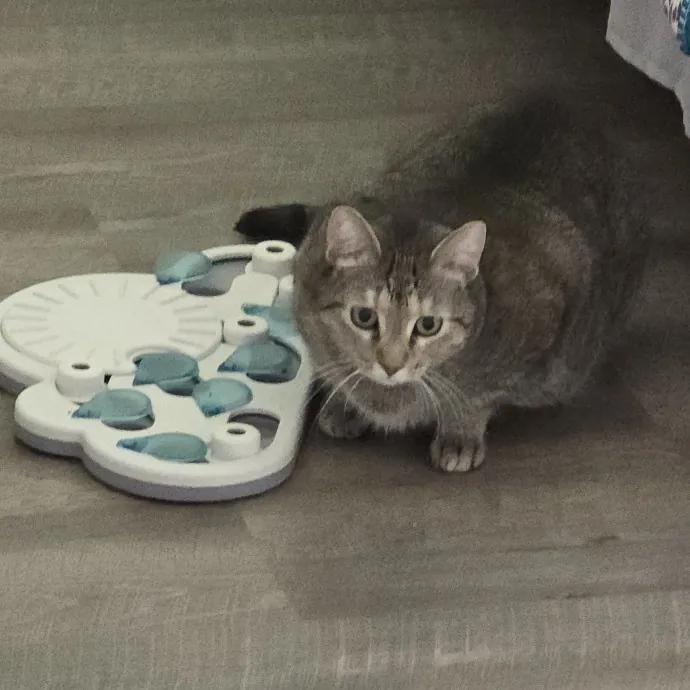 Pawesome And Purrtastic Cat Sitting